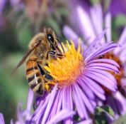 honey_bee_extracts_nectar